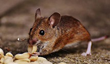 24 Hour & Emergency Exterminators in Lake Milton, OH